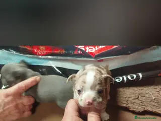 Chihuahua perros Disponibles preciosos chihuahuas exóticos - Anuncio 3