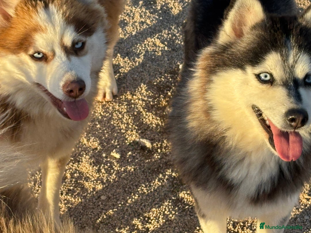 Pomsky perros en venta: 2 hembras pomsky o mini husky - Anuncio 7