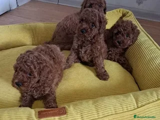 Caniche Toy perros en Asturias - Anuncio 7