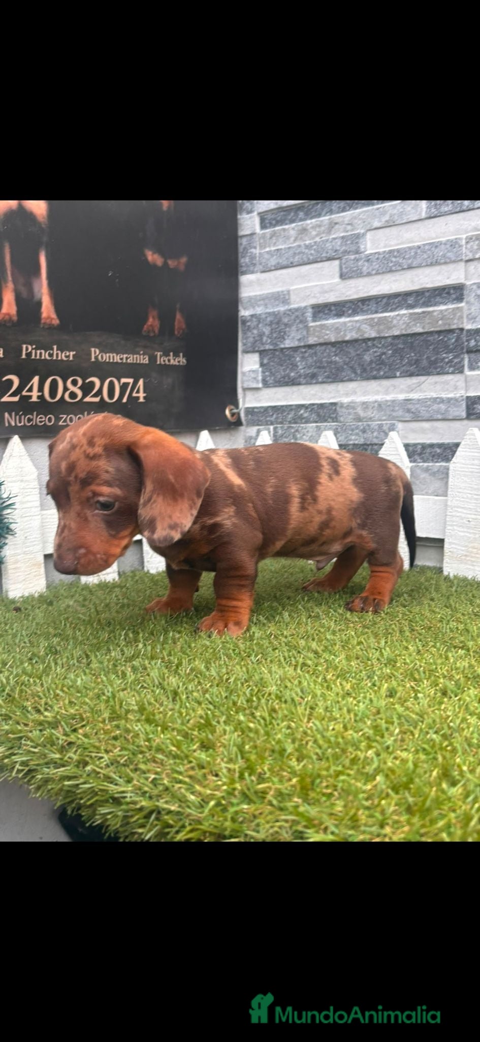 Teckel perros TECKEL ARLEQUIN CHOCOLATE - Anuncio 2
