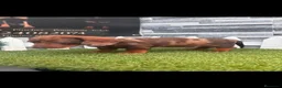 Teckel perros en venta: TECKEL ARLEQUIN CHOCOLATE - Anuncio 1