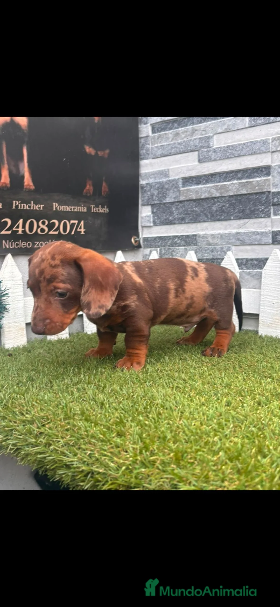 Teckel perros en venta: TECKEL ARLEQUIN CHOCOLATE - Anuncio 1