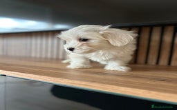 Bichón Maltés perros en venta: Bichon maltés  - Imagen 2