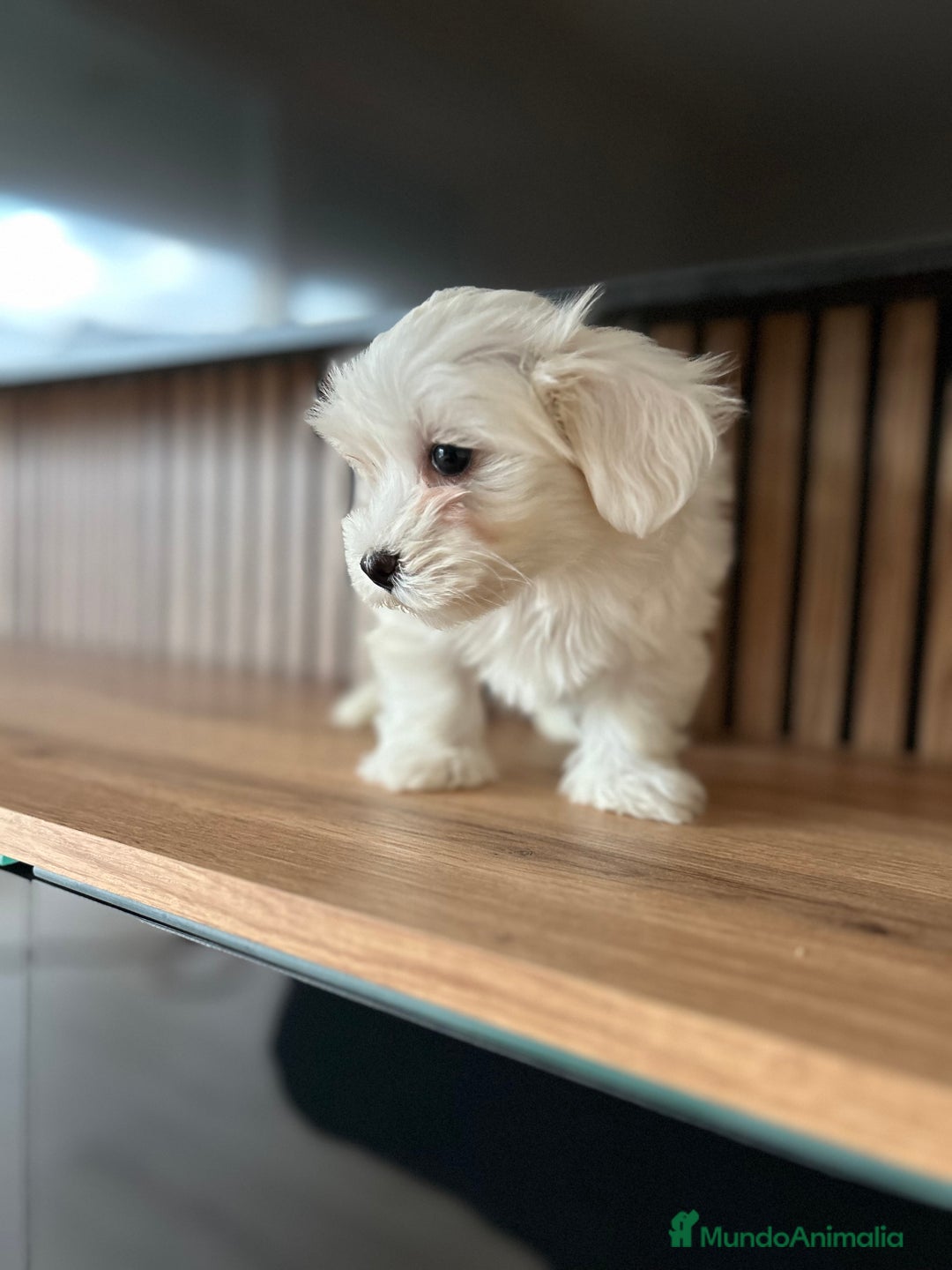 Bichón Maltés perros en venta: Bichon maltés  - Imagen 2