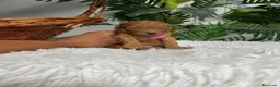 Caniche Toy perros en venta: CANICHE TOY  - Anuncio 16