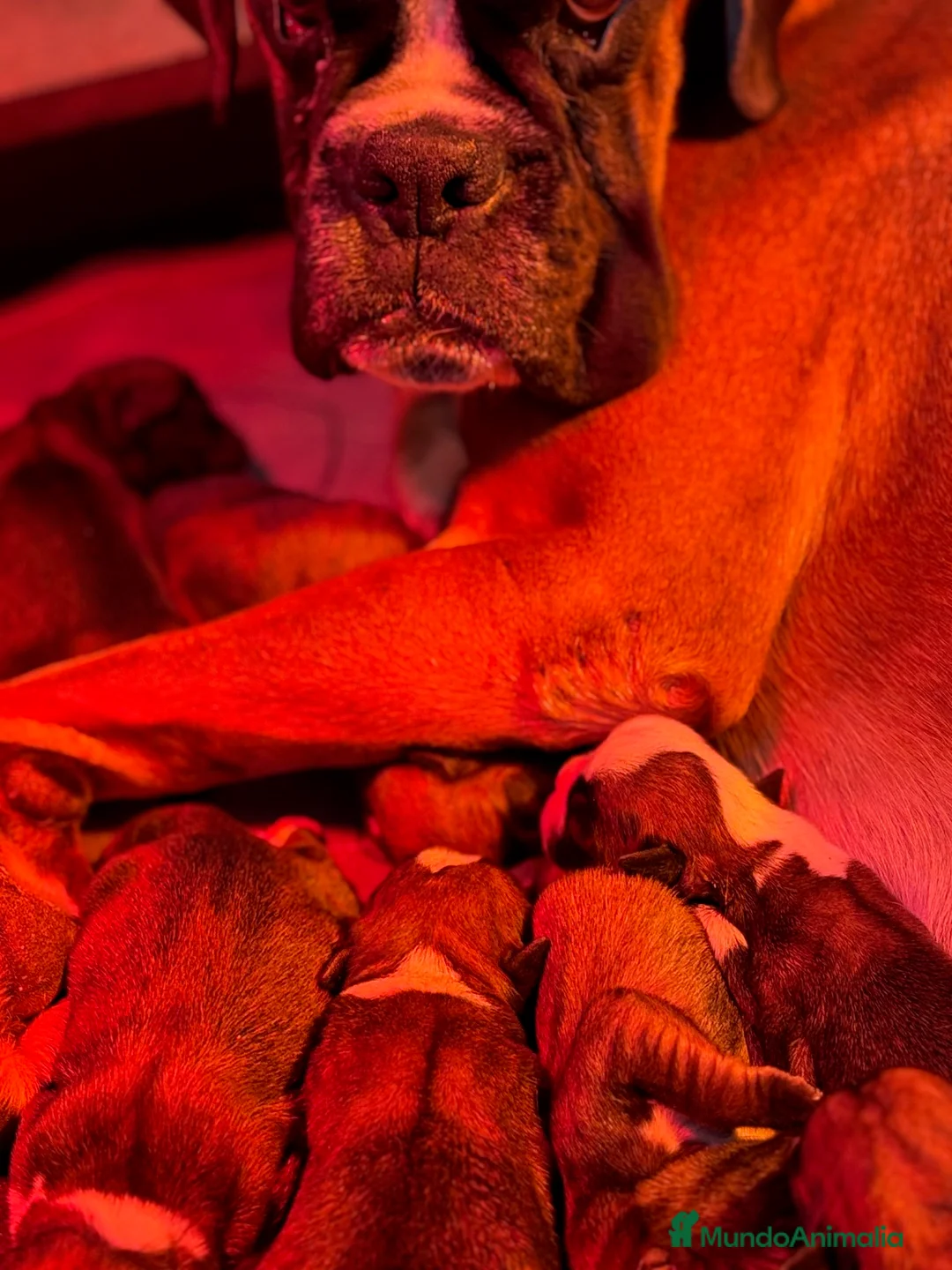 Boxer perros en venta: Magníficas cachorras BOXER excelente genealogía - Anuncio 7