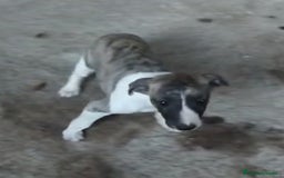 Whippet perros en venta: Whippet - Imagen 3
