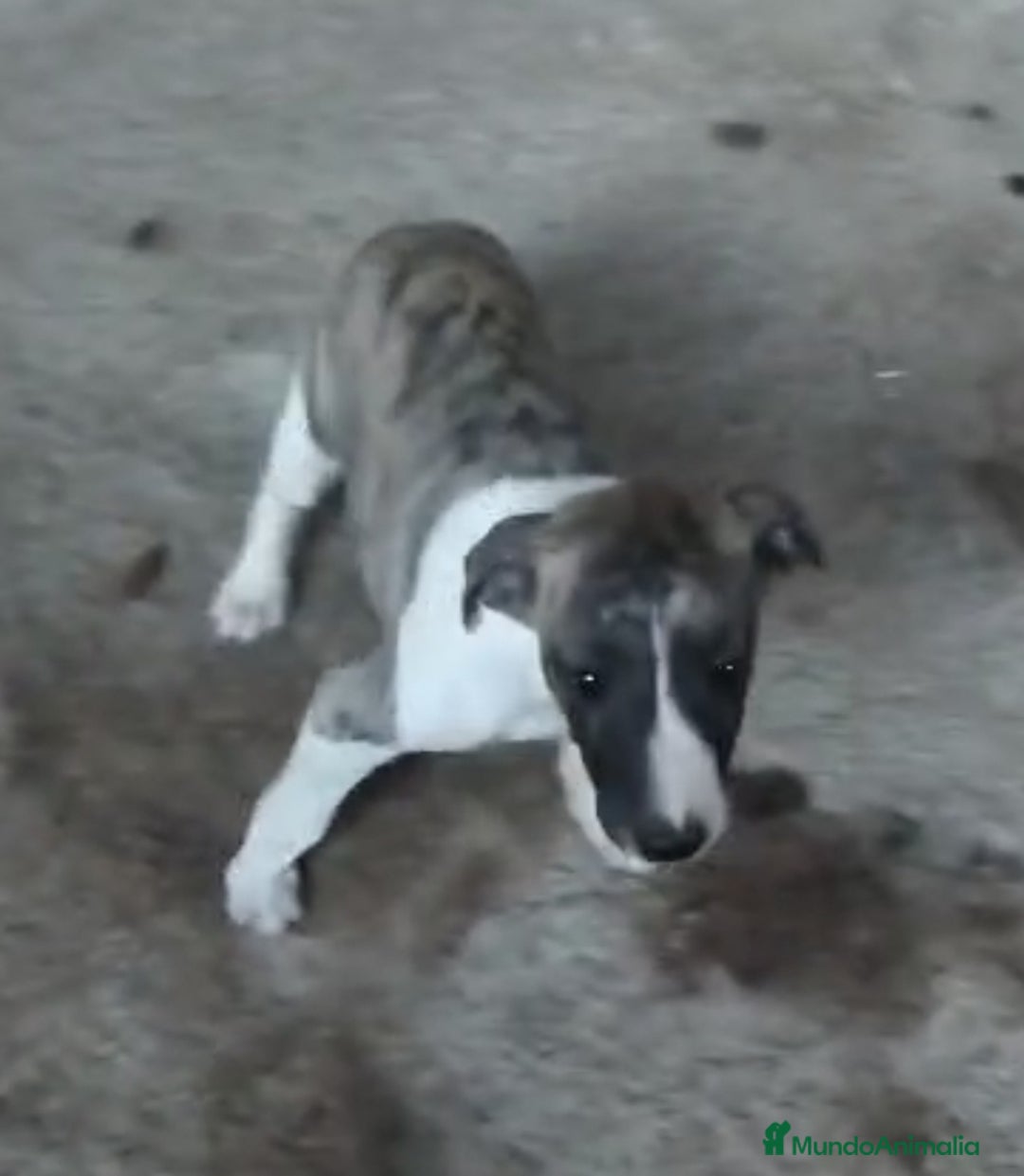 Whippet perros en venta: Whippet - Imagen 3