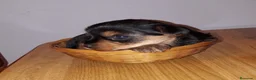 Yorkshire Terrier perros en venta: Yorkshires  - Anuncio 3