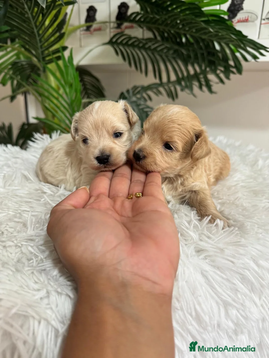 Maltipoo perros en venta: MALTIPOO - Anuncio 1