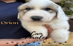 Perro de Montaña de los Pirineos perros en venta: PRECIOSOS CACHORROS DE LOS PIRINEOS - Imagen 8