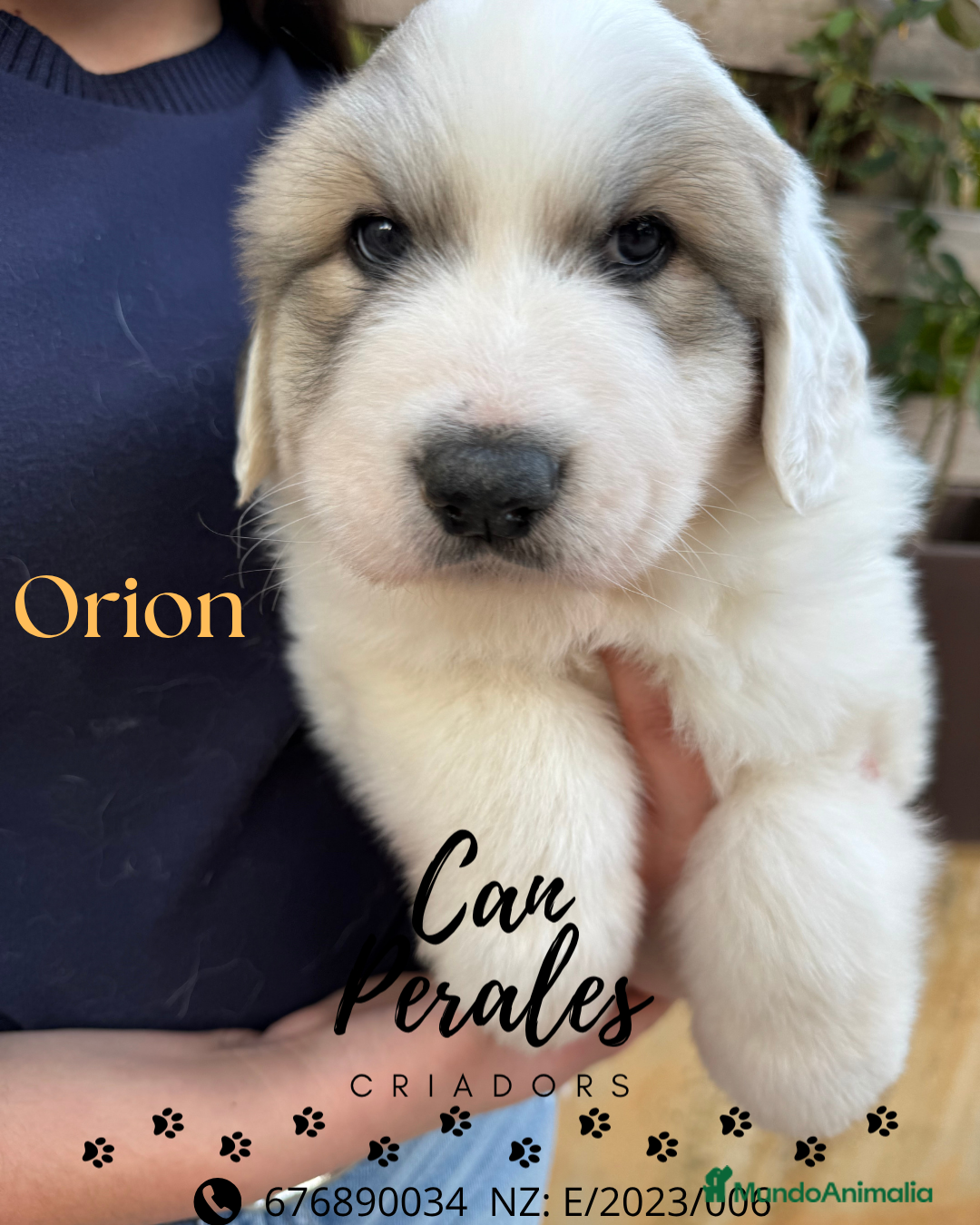 Perro de Montaña de los Pirineos perros en venta: PRECIOSOS CACHORROS DE LOS PIRINEOS - Imagen 8