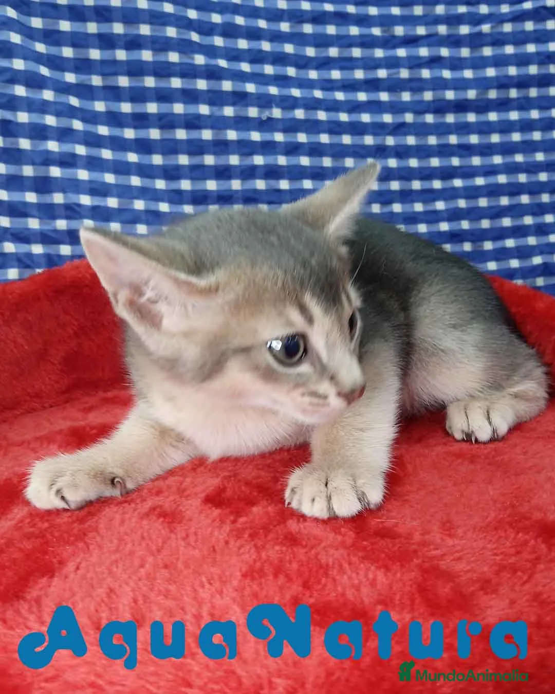 Abisinio gatos en venta:  Abisinio Macho de Mia 4176 - AQUANATURA en Barcelona - Anuncio 6