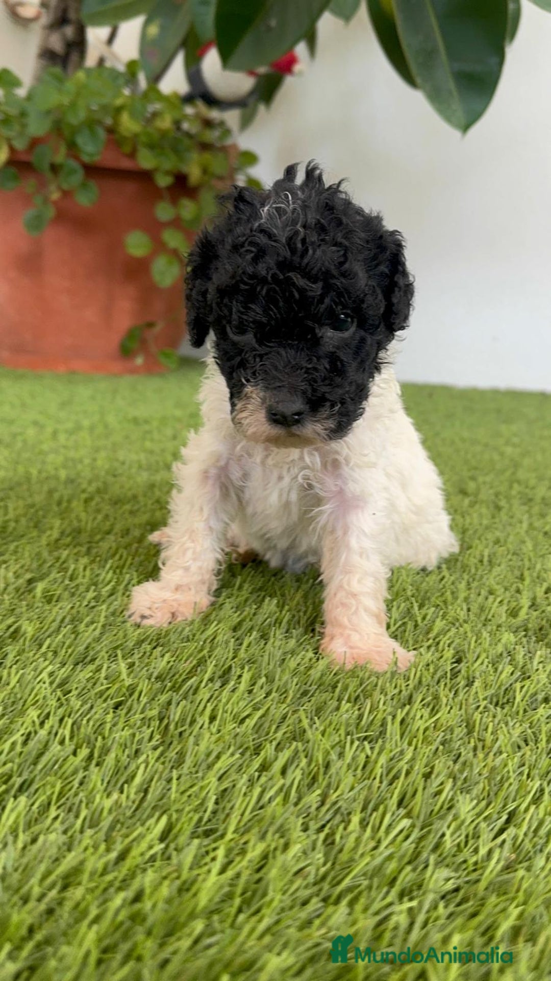Perro de Agua Español perros en venta: PERRO DE AGUA ESPAÑOL HEMBRA - Imagen 15