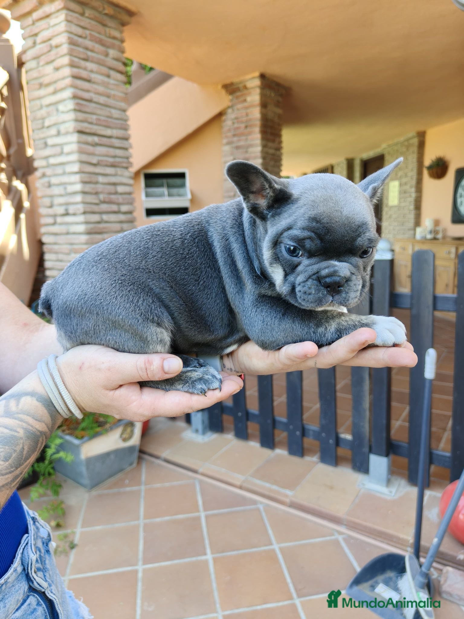 Bulldog Francés perros Bulldog francés blue  - Anuncio 1