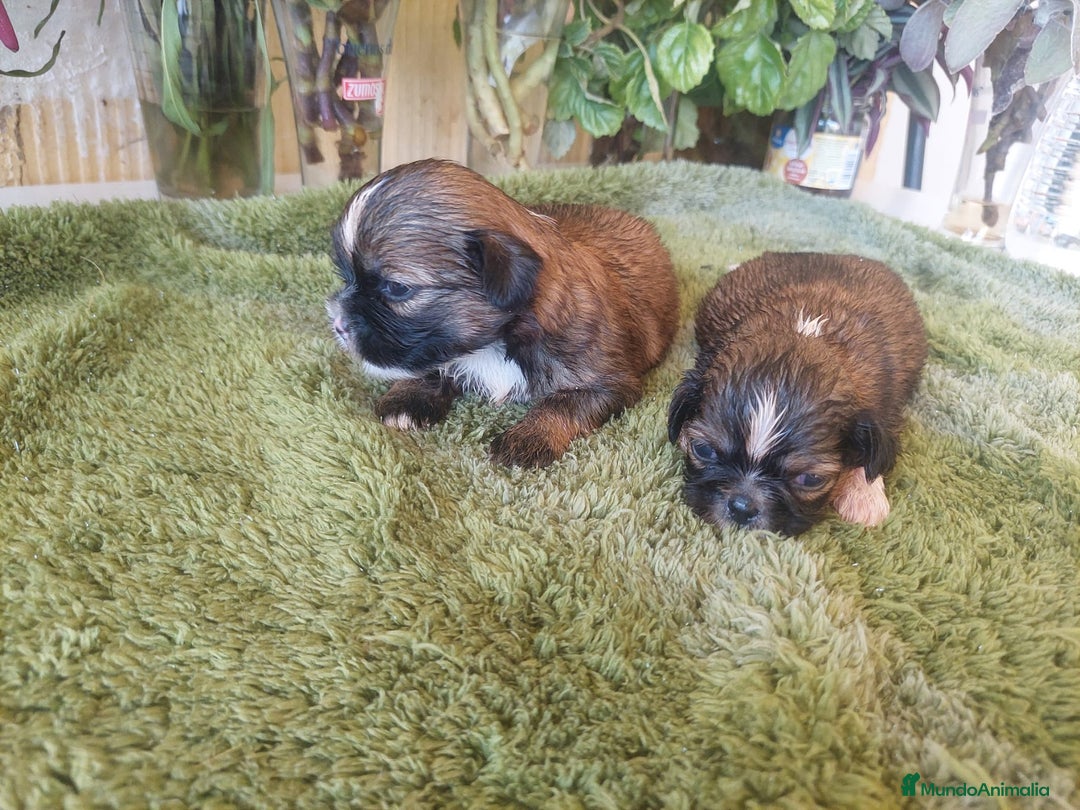 Shih Tzu perros en venta: SHIH TZUS TAMAÑO PEQUEÑO PURA RAZA  - Imagen 2