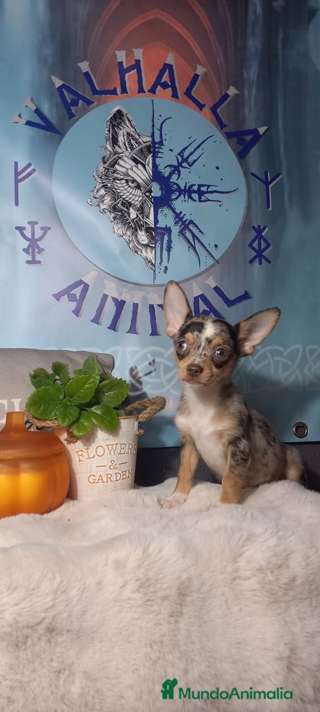 Chihuahua perros en venta:  Machos preciosos de chihuahua cabeza venado  - Imagen 2