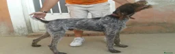 Braco Alemán de Pelo Duro perros en venta: Cachorros de Drahthaar  - Anuncio 2