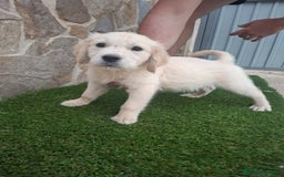 Golden Retriever perros en venta: Espectacular cachorro golden retriever  - Imagen 2
