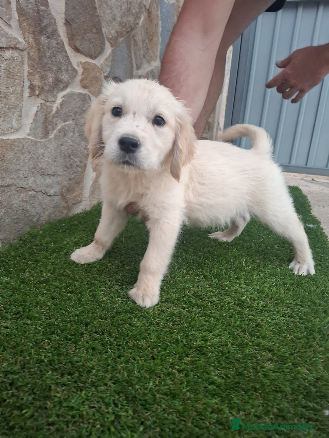 Golden Retriever perros en venta: Espectacular cachorro golden retriever  - Imagen 2