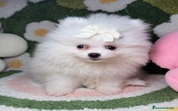 Pomerania perros en venta: Pomerania Blanco Puro Carita de Oso - Imagen 1