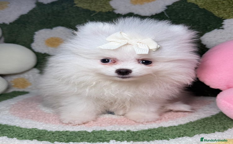 Pomerania perros - Propaganda 9