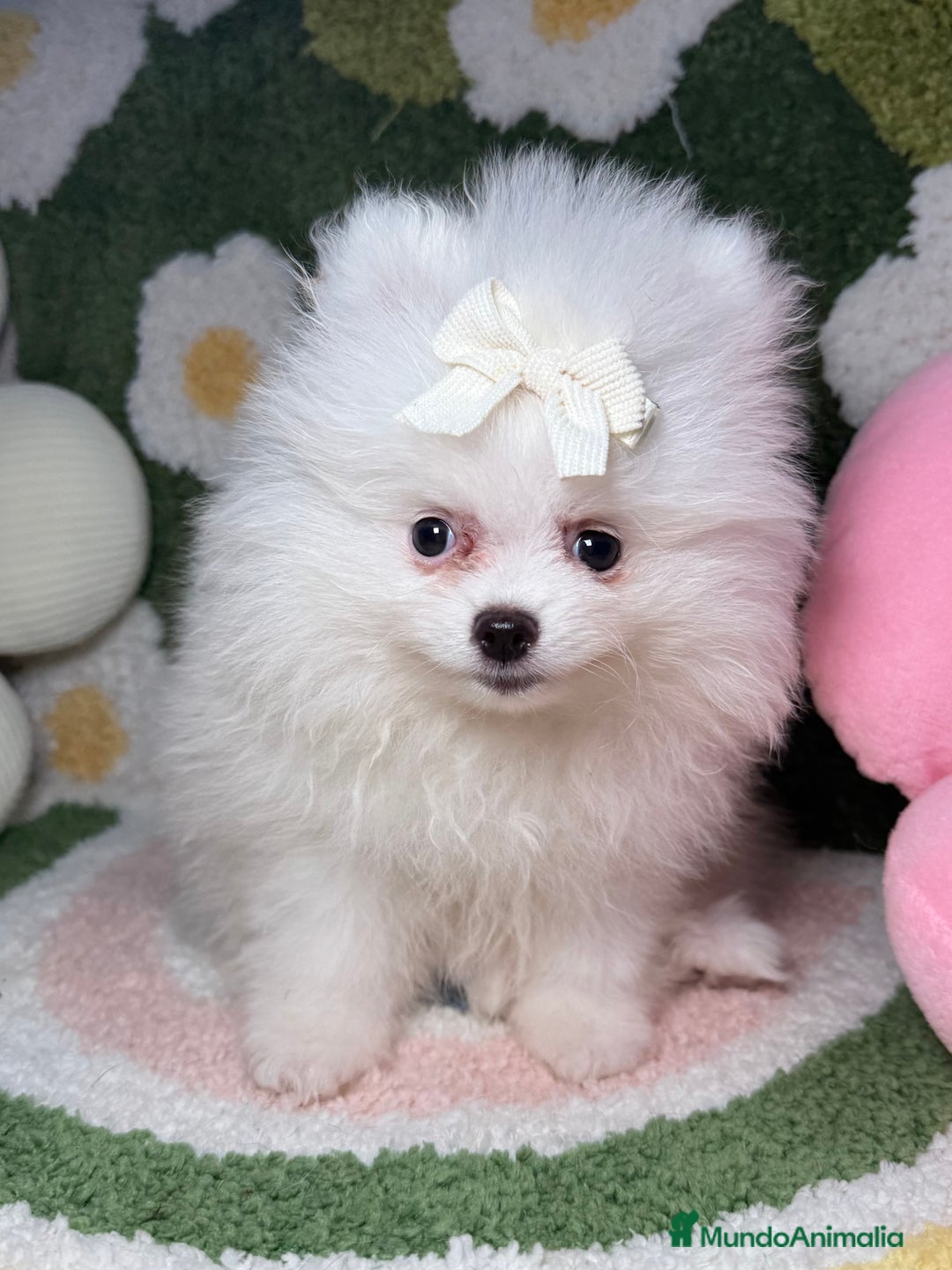 Pomerania perros en venta: Pomerania Blanco Puro Carita de Oso - Imagen 1