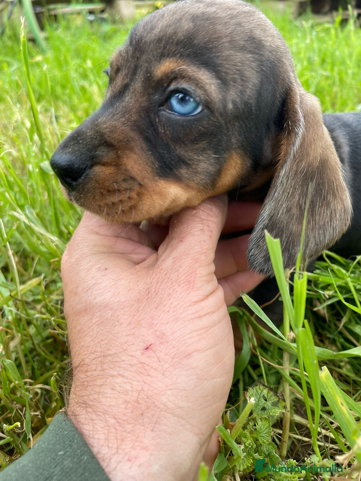 Teckel Miniatura perros Teckel mini macho  - Anuncio 1