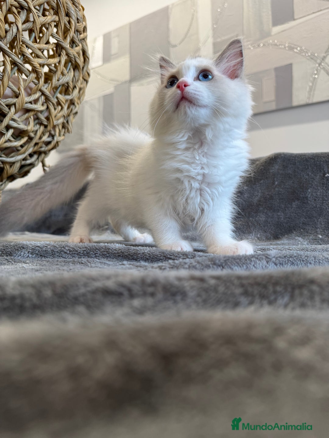 Ragdoll gatos en venta: Gatitos Ragdoll 19-05 - Imagen 11