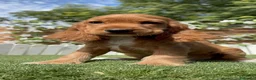 Cocker Spaniel Inglés perros en venta: PRECIOSA COCKER HEMBRA COLOR CANELA - Anuncio 2