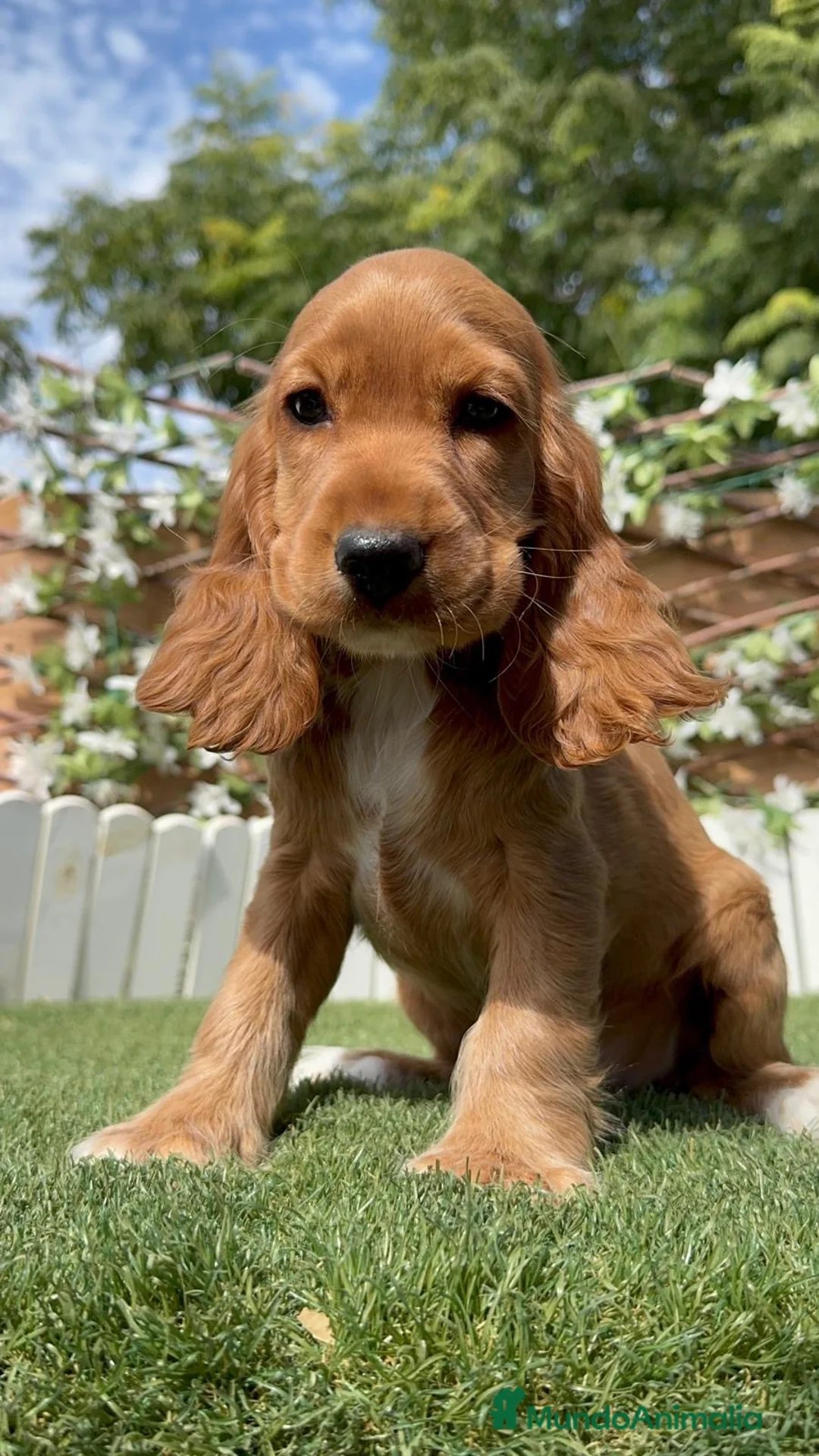 Cocker Spaniel Inglés perros en venta: PRECIOSA COCKER HEMBRA COLOR CANELA - Anuncio 2