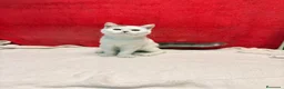 Británico de Pelo Corto gatos en venta: Kiko Gatito arlequín azul monismo!!  - Anuncio 11