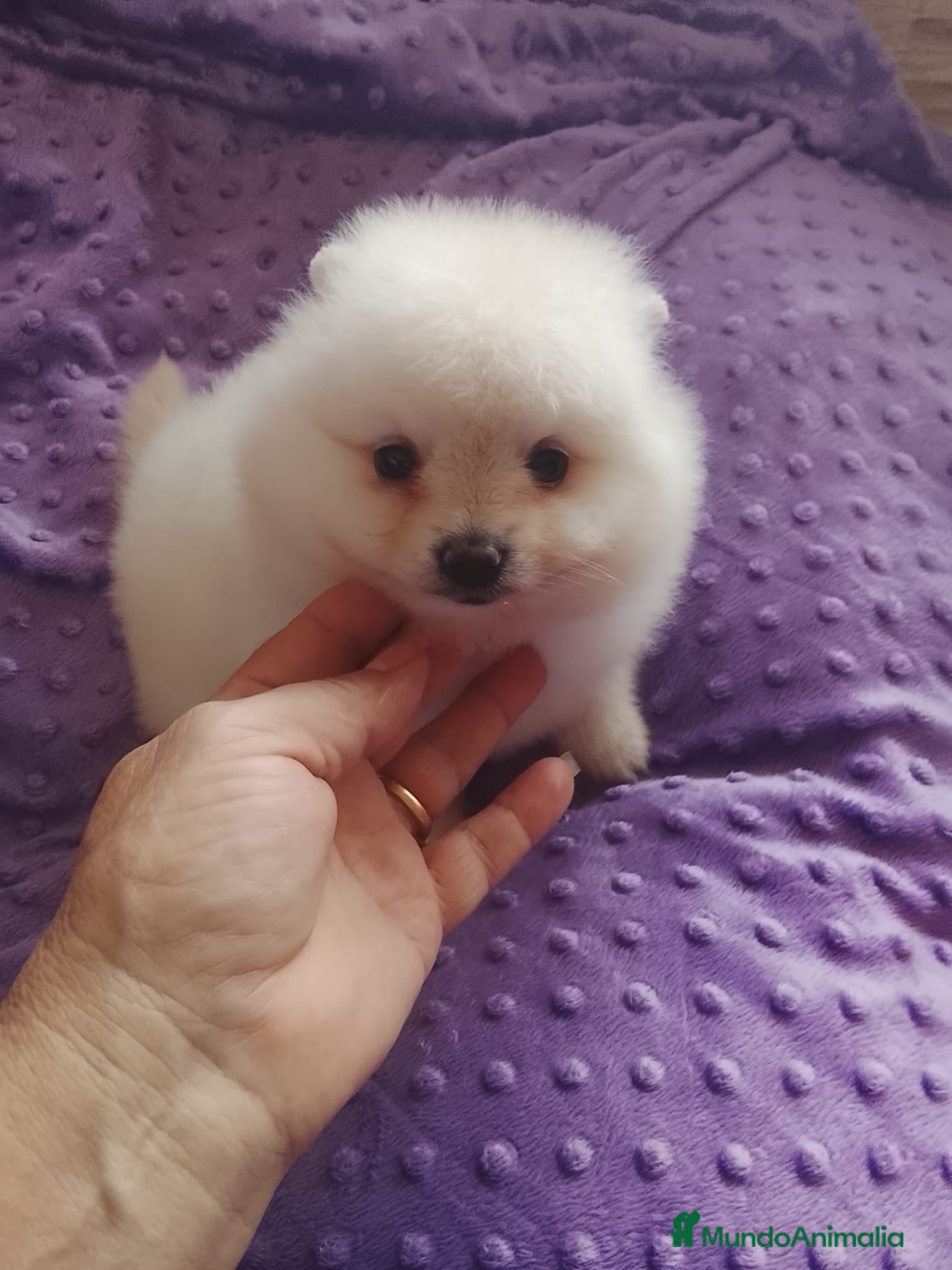 Pomerania perros Pomerania Standar  - Anuncio 2