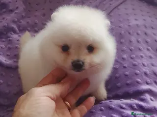 Pomerania perros Pomerania Standar - Anuncio 2