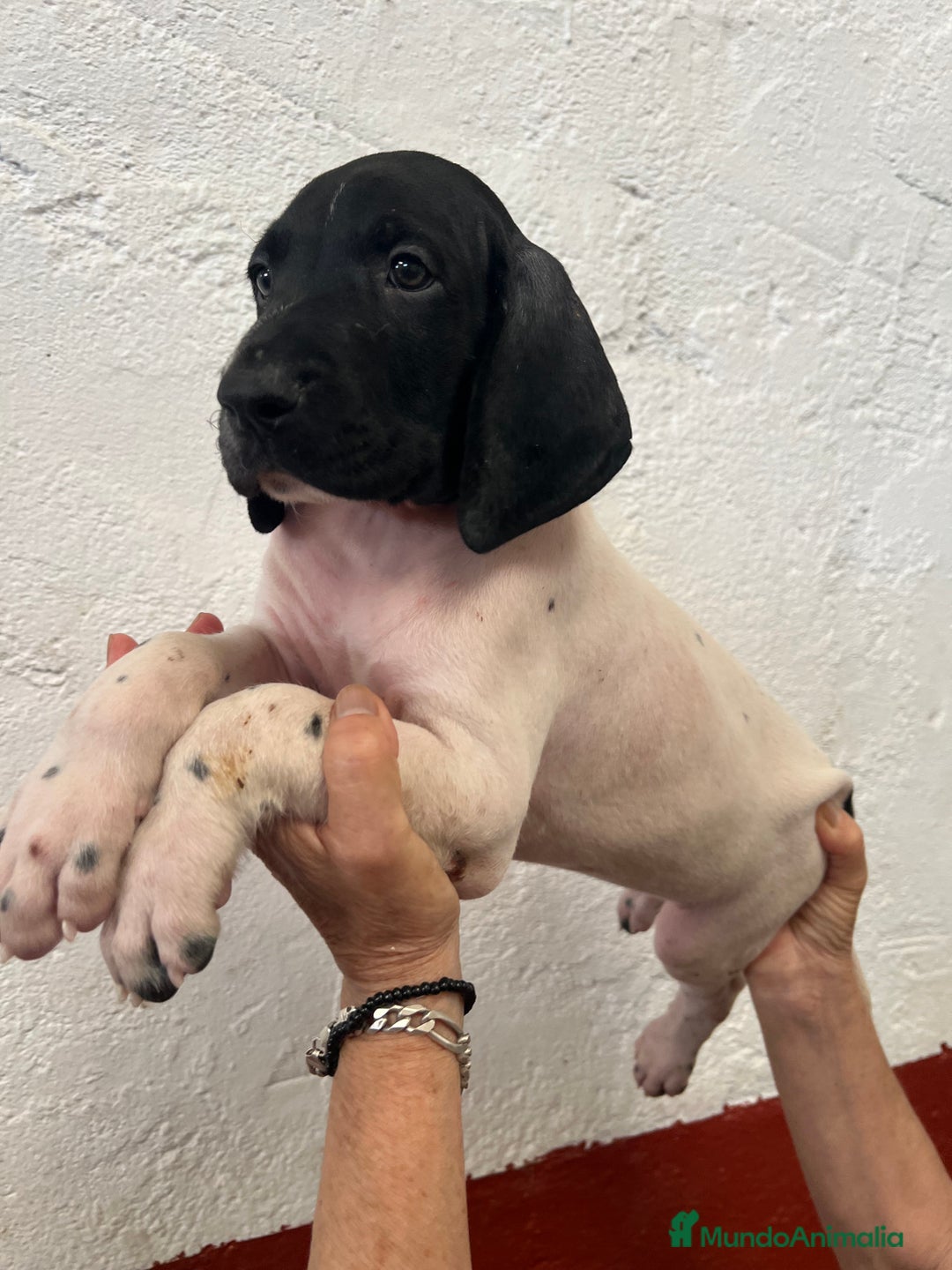 Braco Alemán de Pelo Corto perros en venta: Braco Alemán Macho - Imagen 2