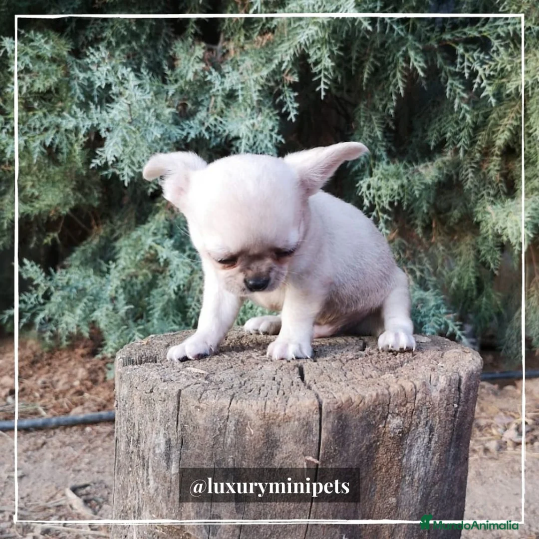 Chihuahua perros en venta: Camada de Chihuahua cabeza de manzana  en Madrid - Anuncio 4