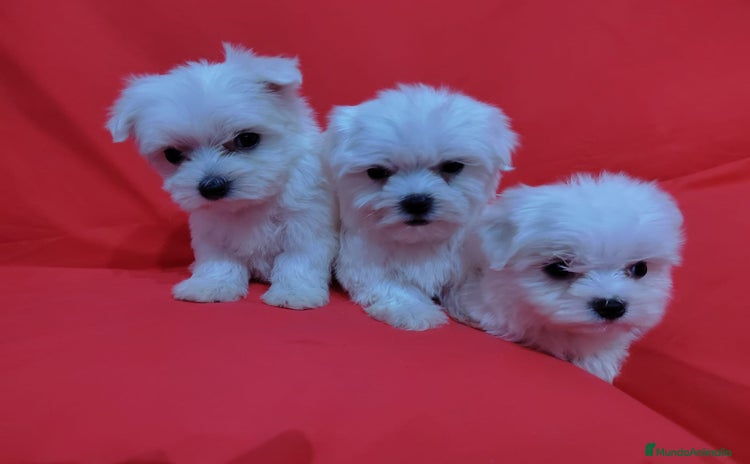 Bichón Maltés perros - Anuncio 14