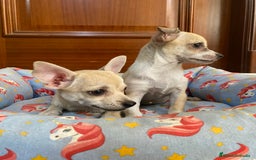 Chihuahua perros en venta: Cachorras hembra chihuahua marrón claro - Imagen 2