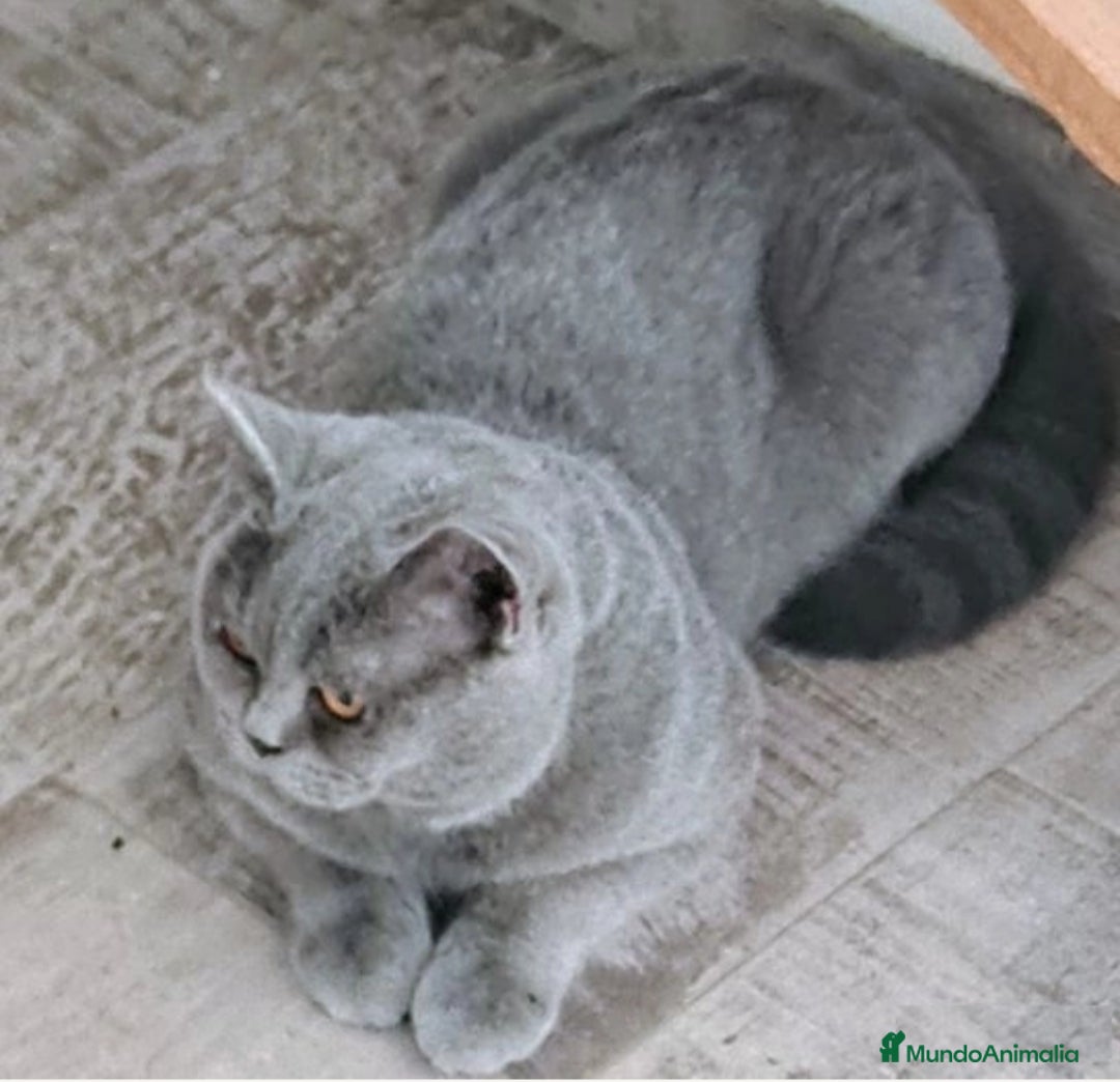 Británico de Pelo Corto Azul gatos en venta: British Shorthair super bonitos - Imagen 20