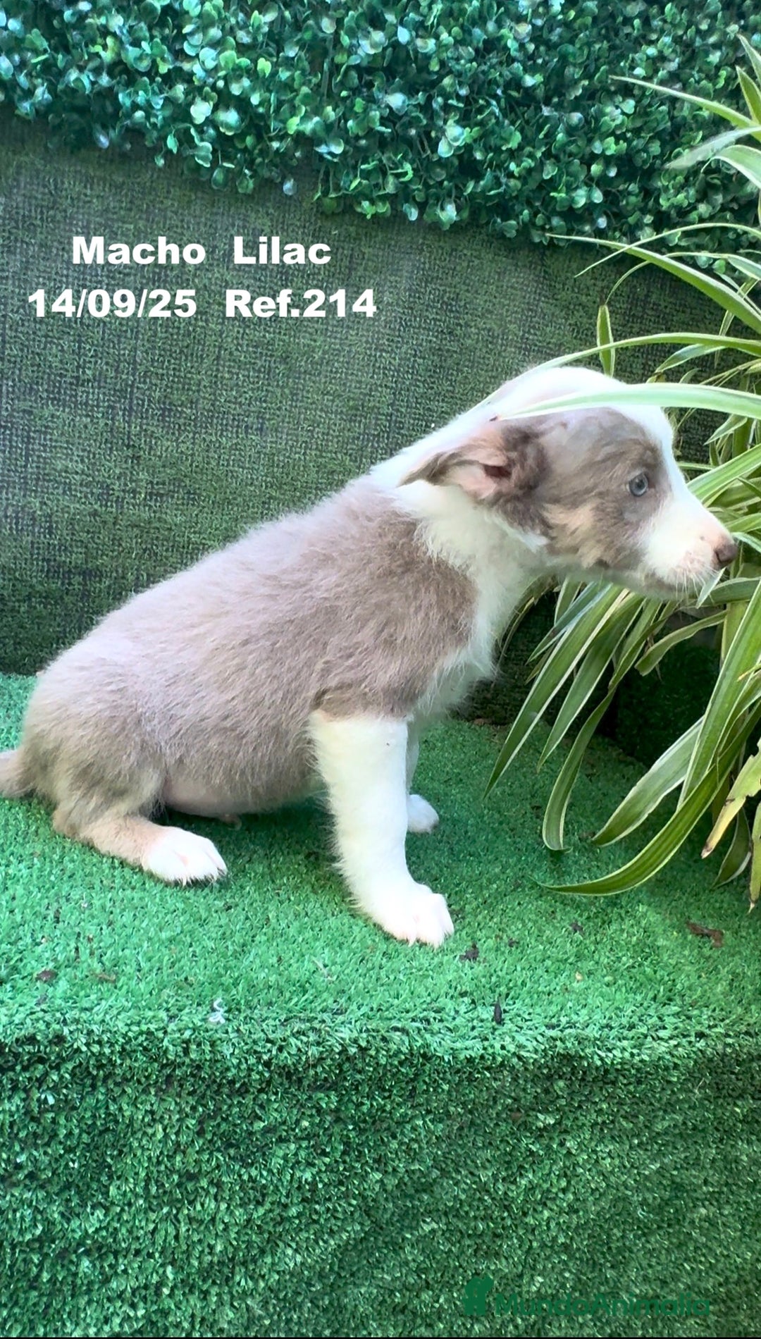Border Collie perros en venta: BORDER COLLIE color lilac - Imagen 30