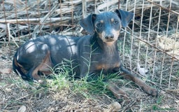 Pinscher Alemán perros en venta: PINSCHER ALEMÁN OPORTUNIDAD - Imagen 10