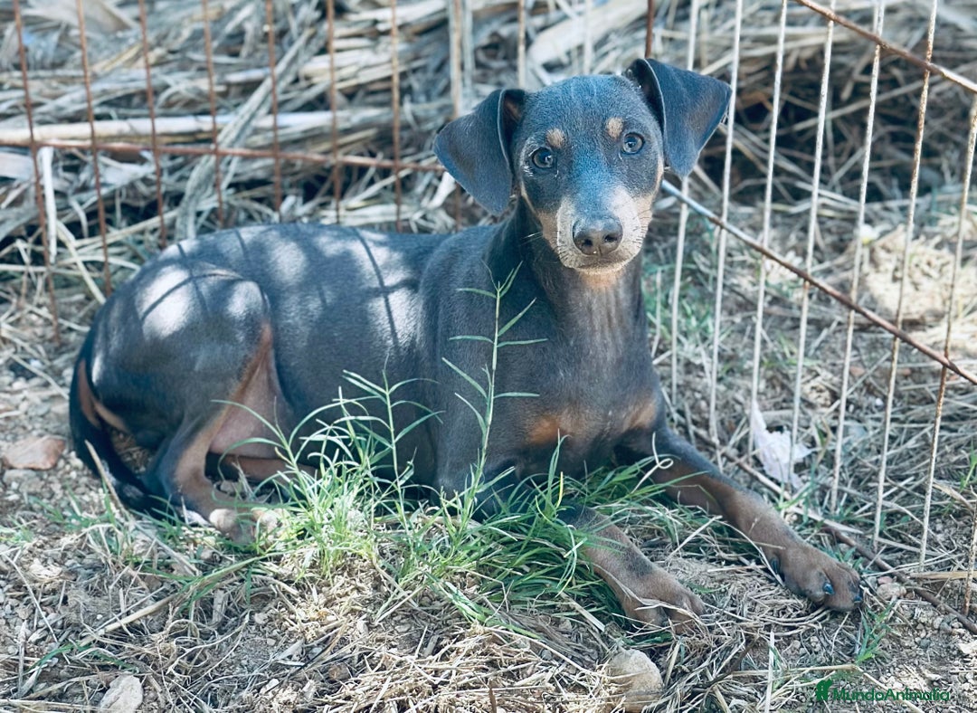 Pinscher Alemán perros en venta: PINSCHER ALEMÁN OPORTUNIDAD - Imagen 10
