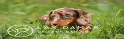 Teckel perros en venta: TECKEL DISPONIBLES - Anuncio 4