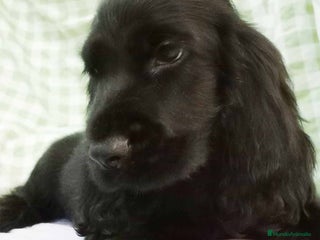 Cocker Spaniel Inglés perros en Barcelona - Anuncio 2