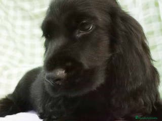 Cocker Spaniel Inglés perros Cocker Spaniel Macho 5022 - AQUANATURA en Barcelona - Anuncio 13