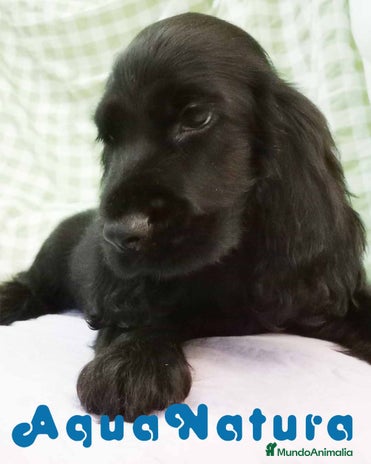 Cocker Spaniel Inglés perros en Barcelona - Anuncio 2
