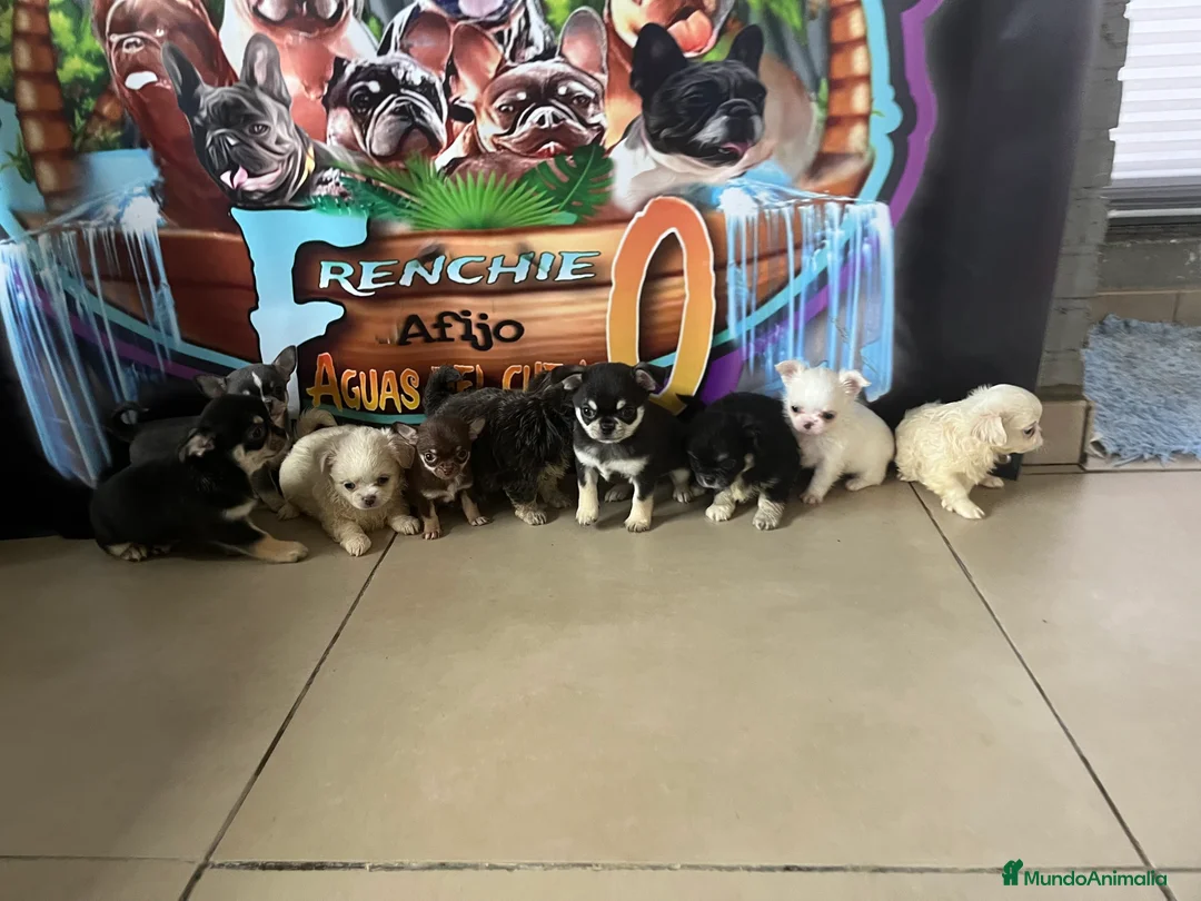 Chihuahua perros en venta: Chihuahuas de pelo largo  en Madrid - Anuncio 2