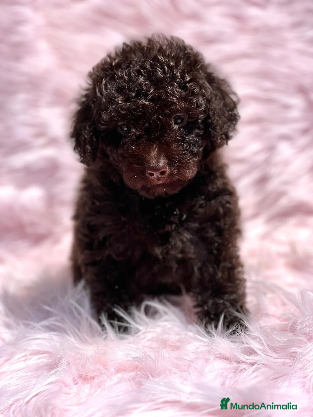 Caniche Toy perros en venta: Caniche chocolate en Barcelona - Anuncio 5