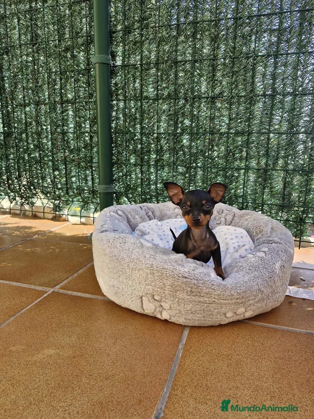 Ratón de Praga perros en venta: Ratón de Praga  en Barcelona - Anuncio 4