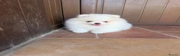 Pomerania perros en venta: Alta selección de Pomeranias  - Anuncio 3